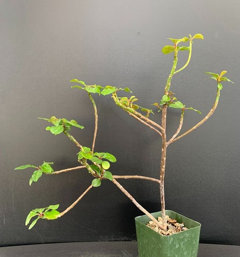 Euphorbia geroldii rare - euphorbia,