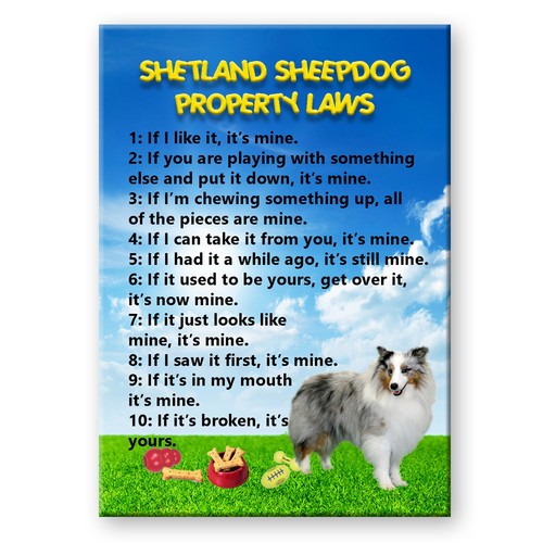 Shetland sheepdog property - shetland,