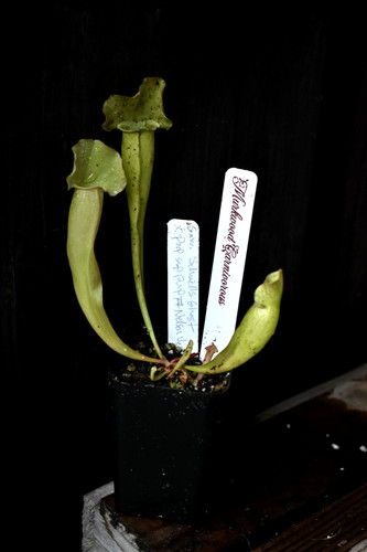 Sarracenia hybrid seedlings - sarracenia,