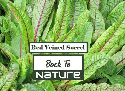 Red veined sorrel - veined,