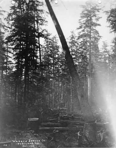 Warren spruce logging camp - warren,