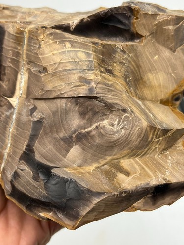 Beautiful petrified wood - petrified,