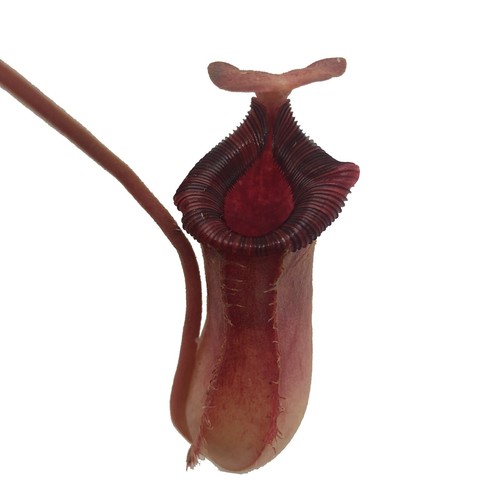 Nepenthes briggsiana lowii - nepenthes, x