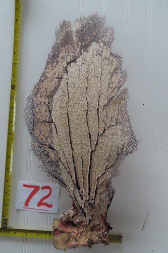 Large natural sea fan - large,