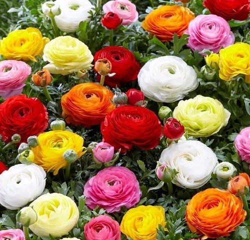 Ranunculus flower bulbs - ranunculus,