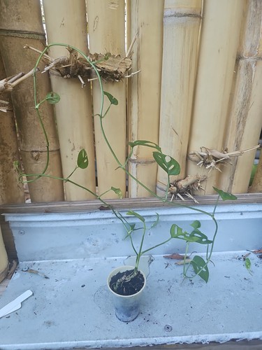 Long monstera adansonii - long,