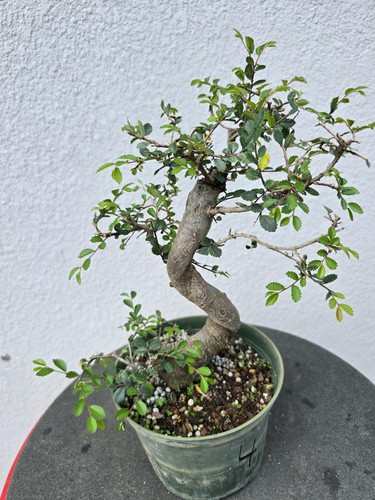 Chinese elm pre - elm, medium