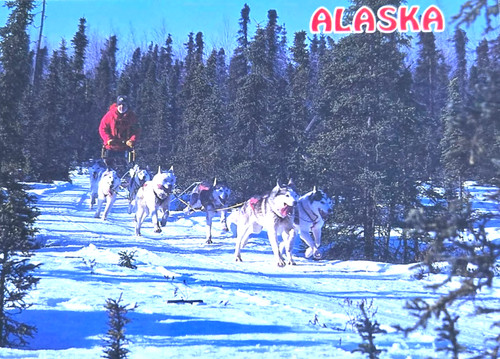 Alaska dog sled team - dog,