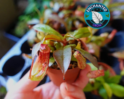 Nepenthes bloody mary - bloody,