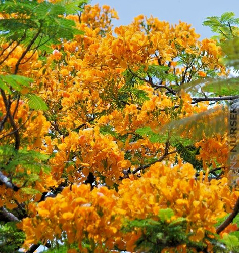 Delonix regia yellow - -,