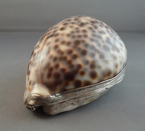 18th century scottish cowrie - scottish,