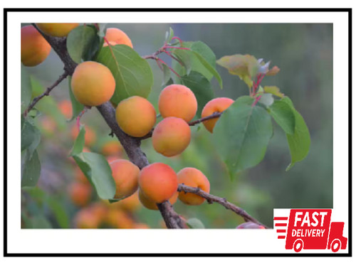 Dwarf moorpark apricot - dwarf,