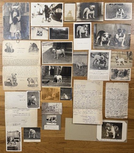 Important bulldog archive - important,