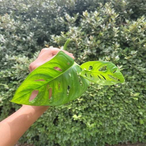 Monstera plant swiss cheese - monstera, plant,