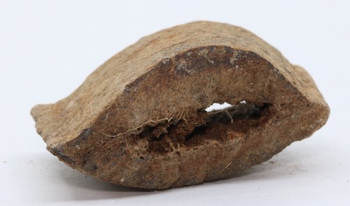 Hypacrosaurus hadrosaur - hypacrosaurus,