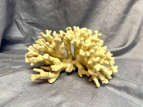 Natural white coral - natural,
