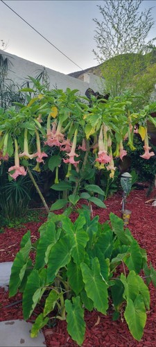 Angel trumpet brugmansia plant - angel,