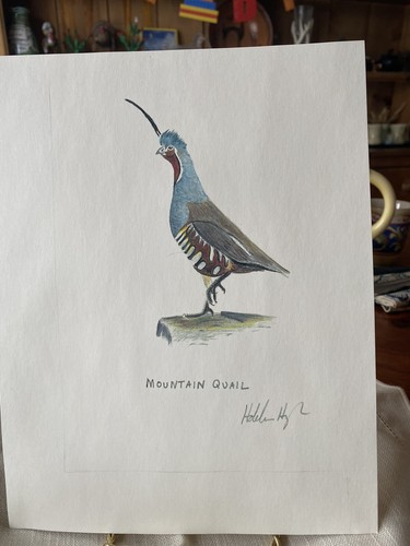 Mountain quail print 5x11 - quail,
