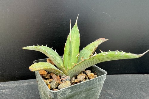 Agave xylonacantha saw leaf - agave,