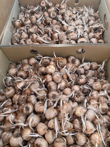 Saffron corms for planting - saffron, –