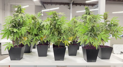 Realistic faux hemp plant - realistic,