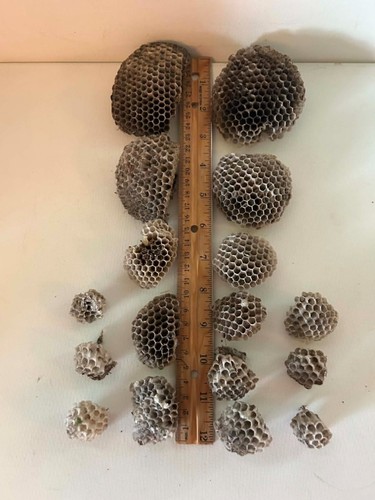 Lot hornet wasp - lot, 17🐝hornet