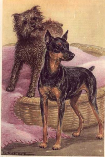 Miniature pinscher - miniature, /