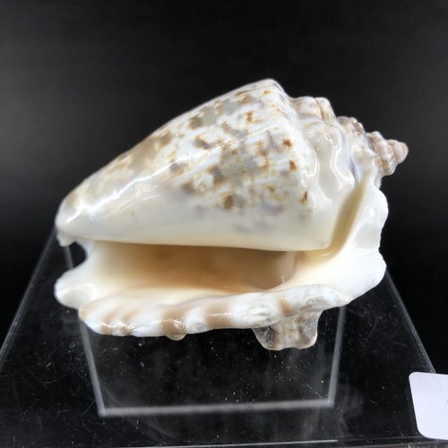 Seashell sea shell 62mm conch - shell,