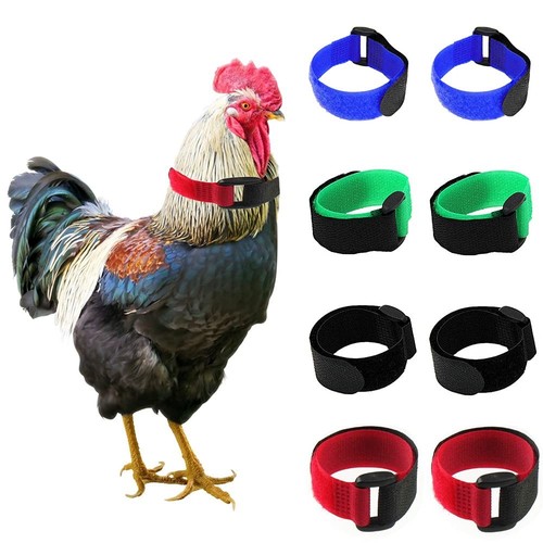 Pack crow rooster - no,