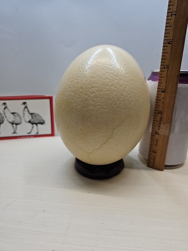 Real ostrich egg tall great - real,