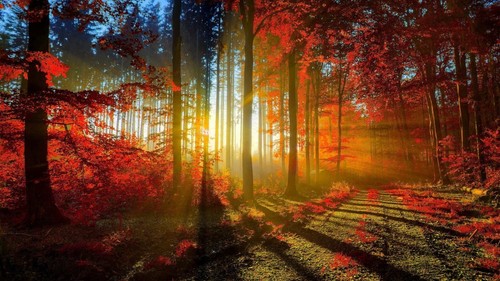 Autumn sunset forest leaves - sunset,