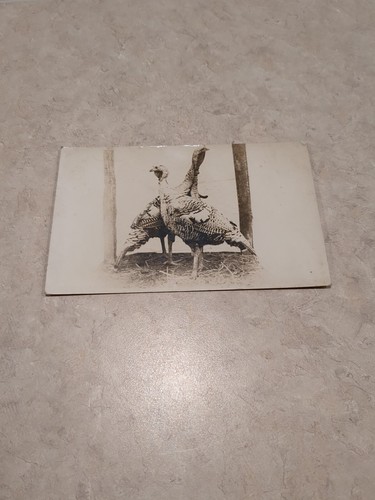 Postcard early vintage real - postcard,