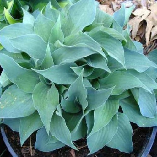 Hosta gemstone dormant mini - [dormant],