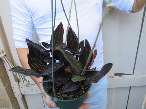 Ludisia discolor black jewel - ludisia,