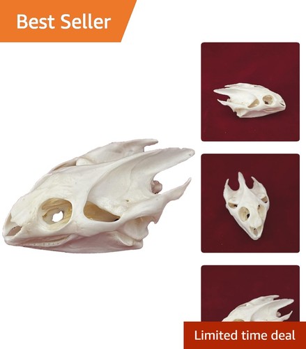 Taxidermy real animals skulls - taxidermy,