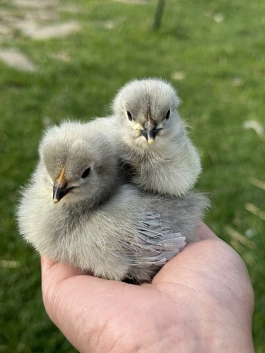 Organically raised lavender - raised,