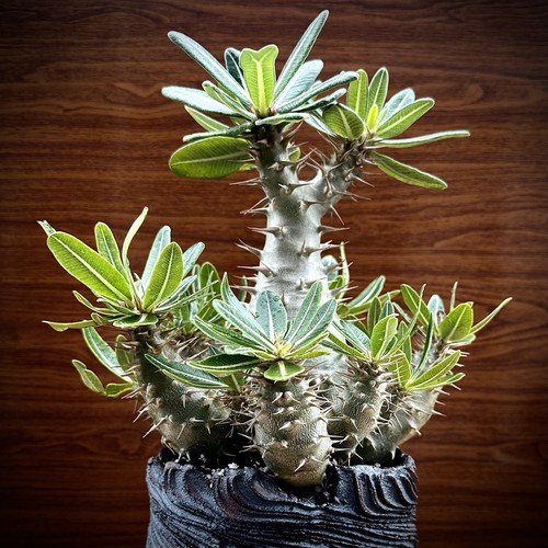 Rare old specimen pachypodium - rare,