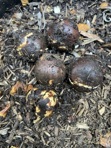 Sprouted hass avocados seeds - 3,