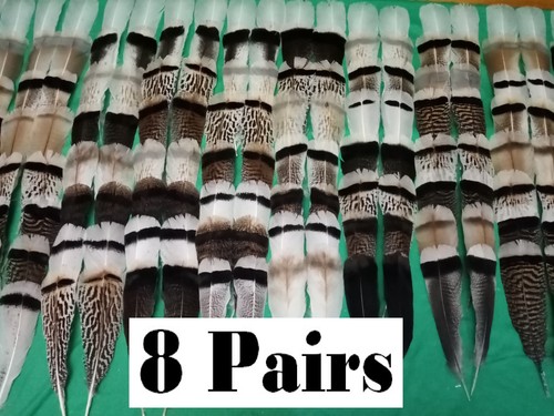 Pairs turkey feathers - turkey, feathers,