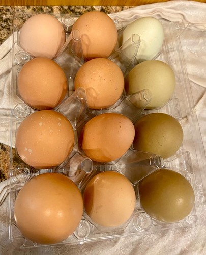 Chicken hatching eggs - chicken,