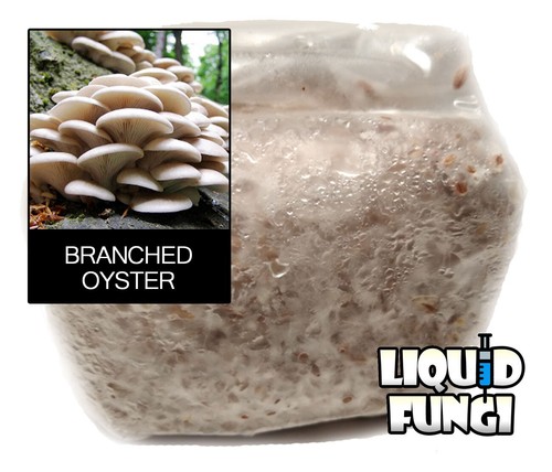 Branched oyster mushroom grain - mushroom,
