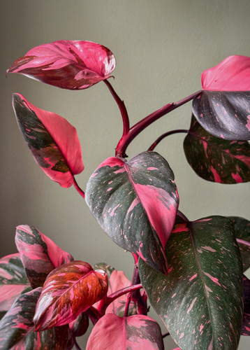 Philodendron pink princess - philodendron,
