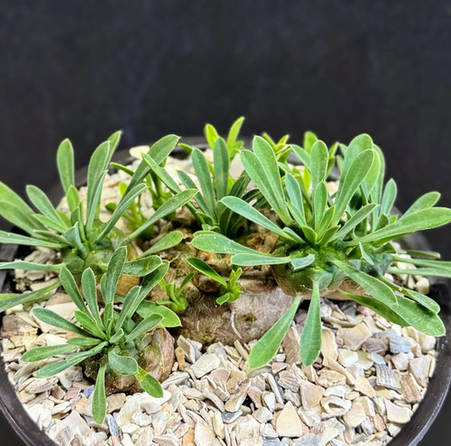 Euphorbia japonica exotic - euphorbia,