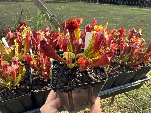 Sarracenia moorei leah - (moorei, “leah