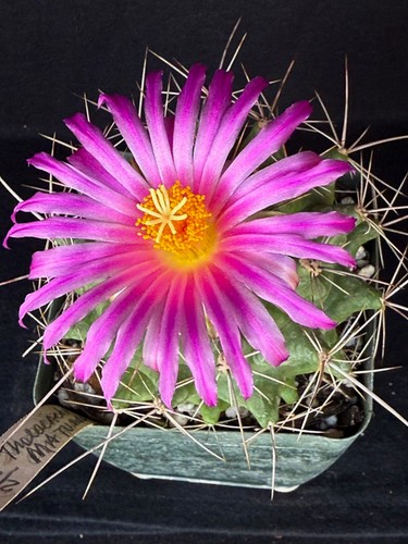 Thelocactus matudae cactus - matudae, 4"