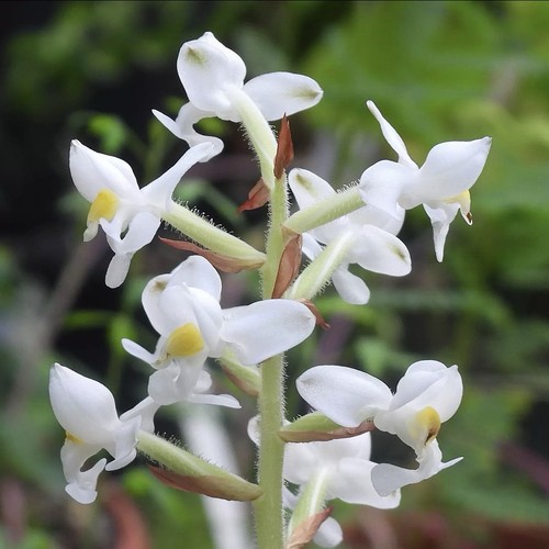 Ludisia discolor alba - ludisia, multiple