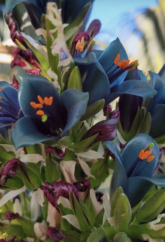 Puya alpestris mirabilis - x,