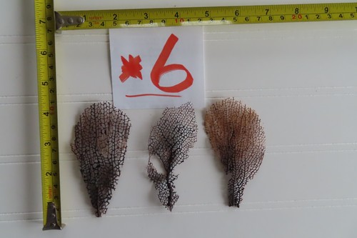 Natural sea fan - -,