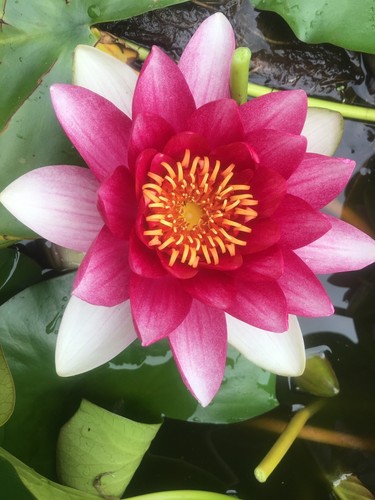 Pink hardy water lily plants - water,