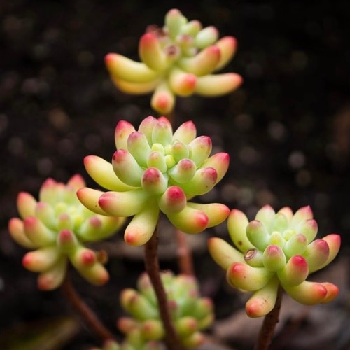 Rare succulent sedum - rare,